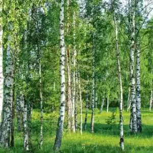 Bezpieczne zakupy Fototapeta na flizelinie MP-2-0100 BIRCH GROW