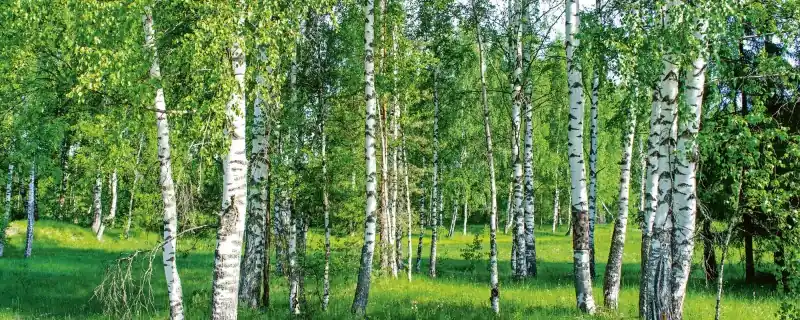 Bezpieczne zakupy Fototapeta na flizelinie MP-2-0100 BIRCH GROW