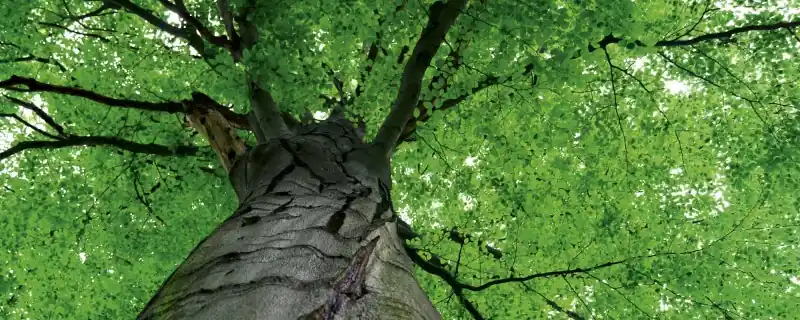 Fototapeta na flizelinie MP-2-0101 TREETOP Tani