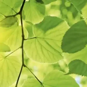 Fototapeta na flizelinie MP-2-0107 GREEN LEAVES Wybór klientów