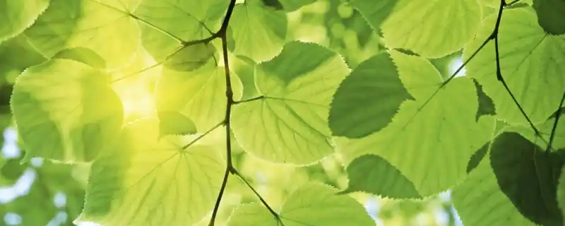 Fototapeta na flizelinie MP-2-0107 GREEN LEAVES Wybór klientów
