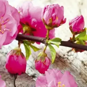 Fototapeta na flizelinie MP-2-0109 SAKURA Nie przegap