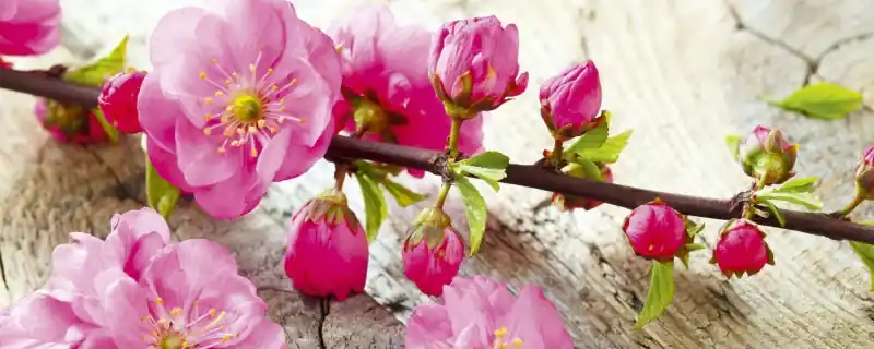 Fototapeta na flizelinie MP-2-0109 SAKURA Nie przegap