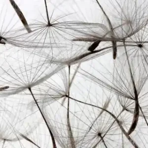 Fototapeta na flizelinie MP-2-0122 DANDELION SEEDS Taniej