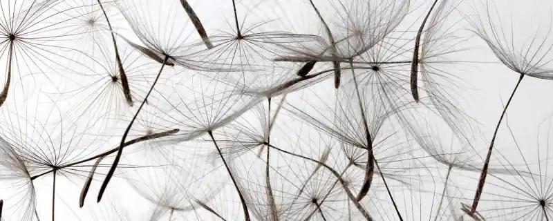 Fototapeta na flizelinie MP-2-0122 DANDELION SEEDS Taniej
