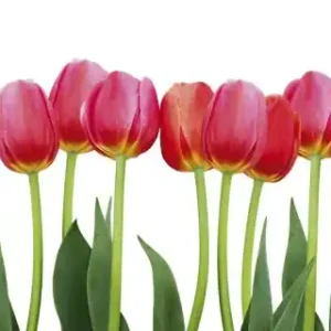 Hit cenowy Fototapeta na flizelinie MP-2-0126 BED OF TULIPS