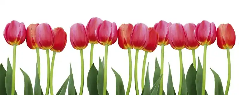 Hit cenowy Fototapeta na flizelinie MP-2-0126 BED OF TULIPS