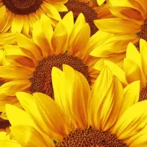 Fototapeta na flizelinie MP-2-0129 HELIANTHUS Premium