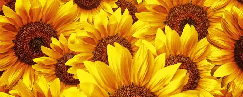 Fototapeta na flizelinie MP-2-0129 HELIANTHUS Premium
