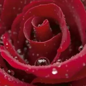 Obniżka ceny Fototapeta na flizelinie MP-2-0138 RED ROSE