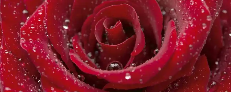 Obniżka ceny Fototapeta na flizelinie MP-2-0138 RED ROSE