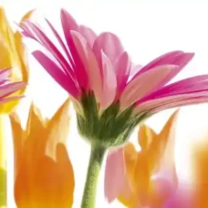 Wysoka jakość Fototapeta na flizelinie MP-2-0142 SPRING FLOWERS