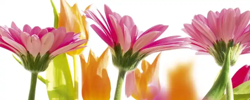 Wysoka jakość Fototapeta na flizelinie MP-2-0142 SPRING FLOWERS