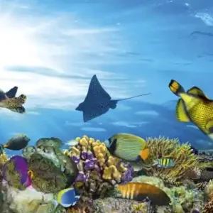 Fototapeta na flizelinie MP-2-0216 FISH Ograniczona ilość
