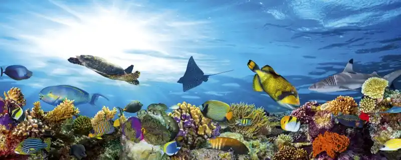 Fototapeta na flizelinie MP-2-0216 FISH Ograniczona ilość
