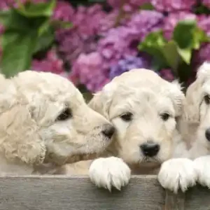 Bestseller Fototapeta na flizelinie MP-2-0224 LABRADOR PUPPIES