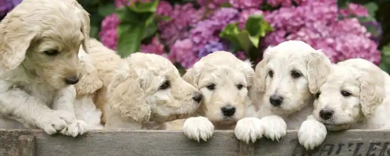 Bestseller Fototapeta na flizelinie MP-2-0224 LABRADOR PUPPIES