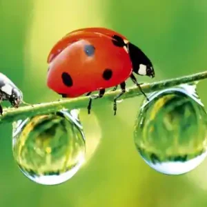 Fototapeta na flizelinie MP-2-0226 LADYBIRD Zamów teraz