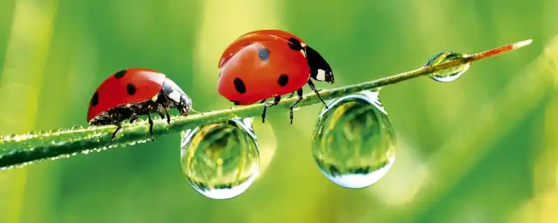 Fototapeta na flizelinie MP-2-0226 LADYBIRD Zamów teraz