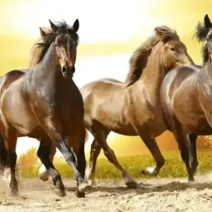Fototapeta na flizelinie MP-2-0227 HORSES IN SUNSET Nie przegap