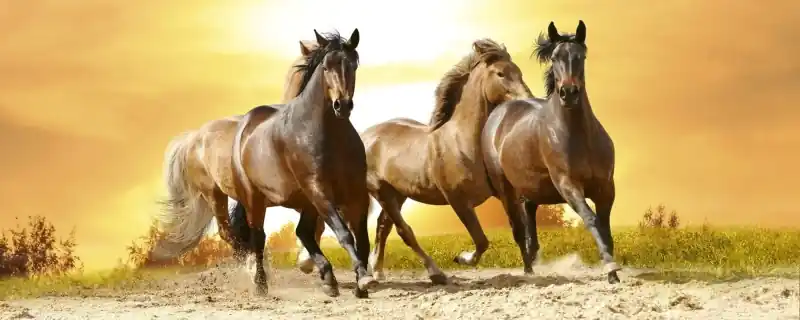 Fototapeta na flizelinie MP-2-0227 HORSES IN SUNSET Nie przegap