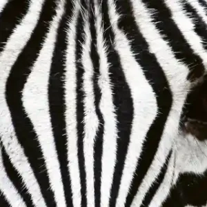 Fototapeta na flizelinie MP-2-0234 ZEBRA Zniżka