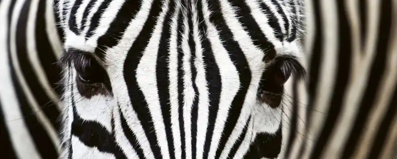 Fototapeta na flizelinie MP-2-0234 ZEBRA Zniżka