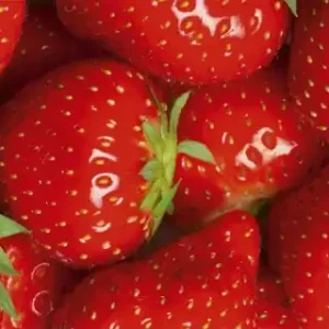 Hit cenowy Fototapeta na flizelinie MP-2-0241 STRAWBERRY