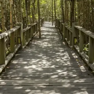 Fototapeta na flizelinie MS-2-0059 MANGROVE FOREST Bestseller