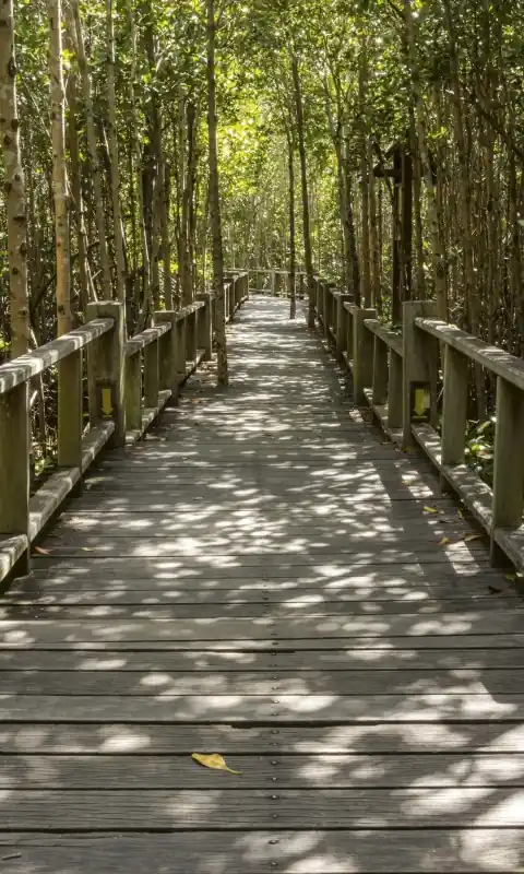 Fototapeta na flizelinie MS-2-0059 MANGROVE FOREST Bestseller