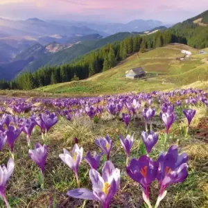 Fototapeta na flizelinie MS-2-0064 CROCUSES AT SPRING Wyjątkowa oferta