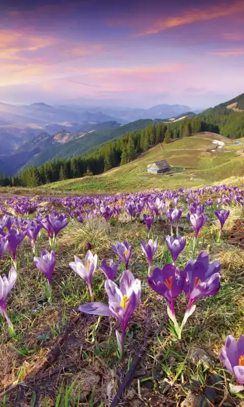 Fototapeta na flizelinie MS-2-0064 CROCUSES AT SPRING Wyjątkowa oferta