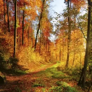 Fototapeta na flizelinie MS-2-0065 FOREST WALK Ostatnia szansa