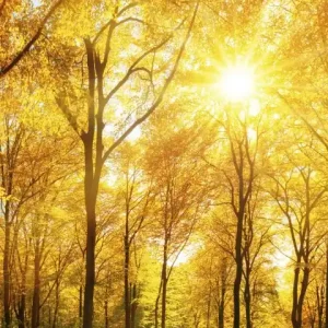 Oferta czasowa Fototapeta na flizelinie MS-2-0067 SUNNY FOREST