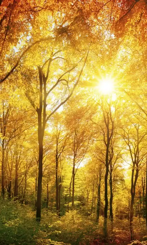 Oferta czasowa Fototapeta na flizelinie MS-2-0067 SUNNY FOREST