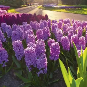 Kup teraz Fototapeta na flizelinie MS-2-0068 HYACINTH FLOWERS