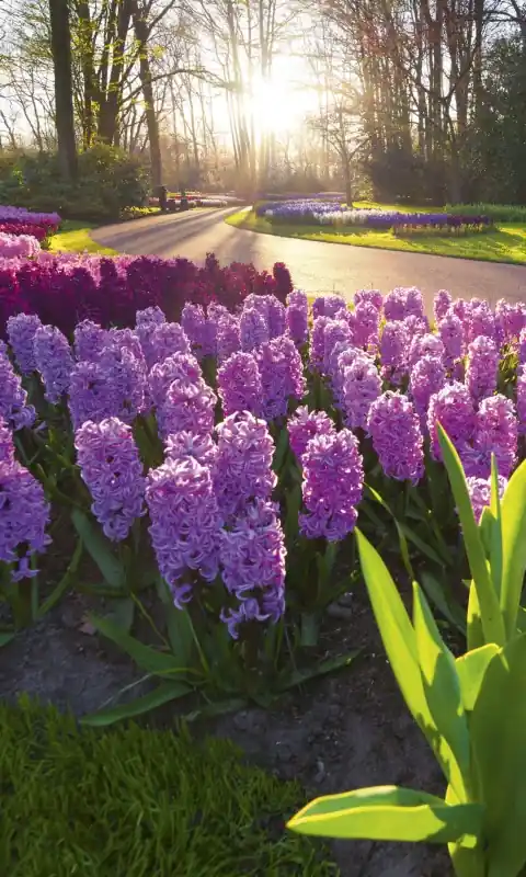 Kup teraz Fototapeta na flizelinie MS-2-0068 HYACINTH FLOWERS