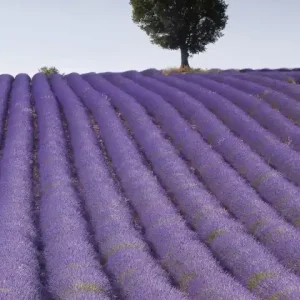 Fototapeta na flizelinie MS-2-0088 LAVENDER FIELD Kup teraz