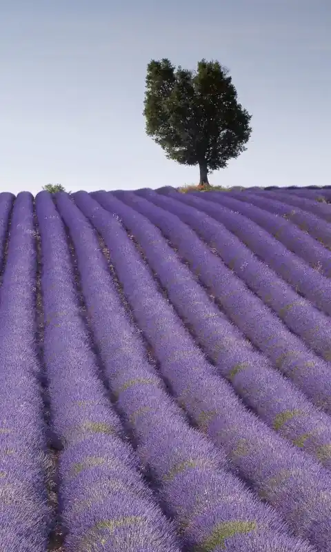 Fototapeta na flizelinie MS-2-0088 LAVENDER FIELD Kup teraz