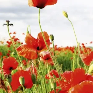 Promocja Fototapeta na flizelinie MS-2-0090 RED POPPIES