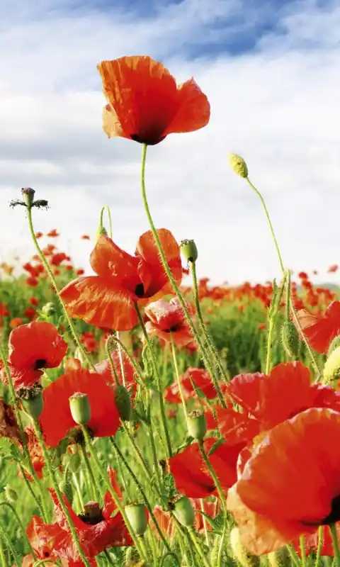 Promocja Fototapeta na flizelinie MS-2-0090 RED POPPIES
