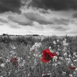 Fototapeta na flizelinie MS-2-0091 POPPIES IN BLACK AND WHITE Dostępne od ręki