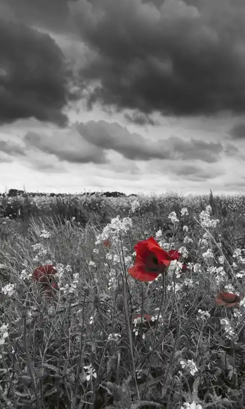 Fototapeta na flizelinie MS-2-0091 POPPIES IN BLACK AND WHITE Dostępne od ręki