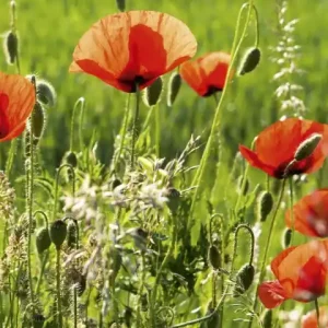 Fototapeta na flizelinie MS-2-0092 POPPY FIELD Obniżka ceny
