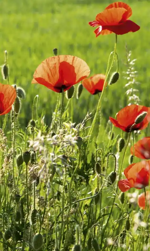Fototapeta na flizelinie MS-2-0092 POPPY FIELD Obniżka ceny