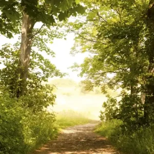Fototapeta na flizelinie MS-2-0093 FOREST PATH Bezpieczne zakupy