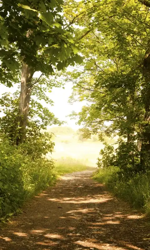 Fototapeta na flizelinie MS-2-0093 FOREST PATH Bezpieczne zakupy