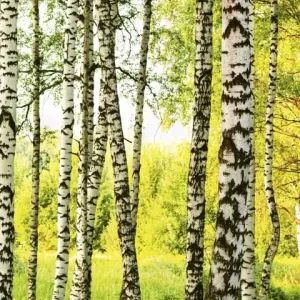 Premium Fototapeta na flizelinie MS-2-0094 BIRCH FOREST