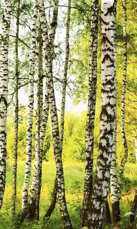 Premium Fototapeta na flizelinie MS-2-0094 BIRCH FOREST