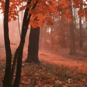 Wyjątkowa oferta Fototapeta na flizelinie MS-2-0095 MISTY FOREST